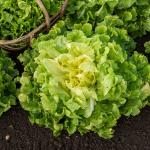 Potagères - Chicorée Scarole Blonde à Cœur Plein - BIO - face recto